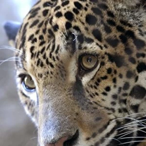 Portrait of Sacramento Zoos Female Jaguar (Panthera onca)