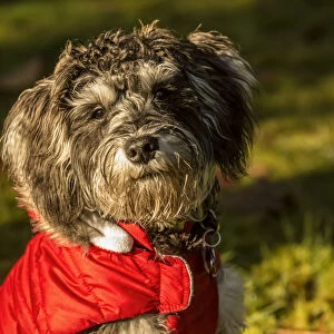 Portrait of seven month old Schnoodle puppy wearing his jacket on a cold day. (PR)