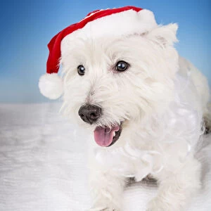 Portrait of a Westie wearing a Santa hat and beard. (PR)
