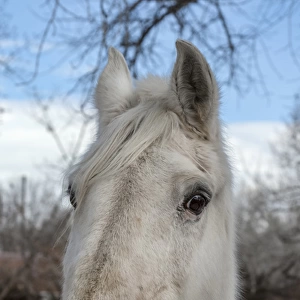 Portrait of a White Horse