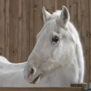 Portrait of a White Horse