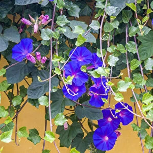 Portugal, Aveiro. Blue Morning Glory, Ipomoea indica, growing wild in the historic