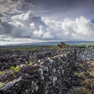 Portugal, Azores, Pico Island, Arcos. Vineyards made of volcanic stone