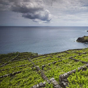 Portugal, Azores, Santa Maria Island, Maia. Elevated view of vineyards