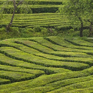 Portugal, Azores, Sao Miguel Island. Gorreana Tea Plantation, one of the last tea