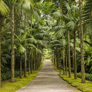 Portugal, Azores, Sao Miguel Island, Furnas. Terra Nostra Garden, tree-lined path