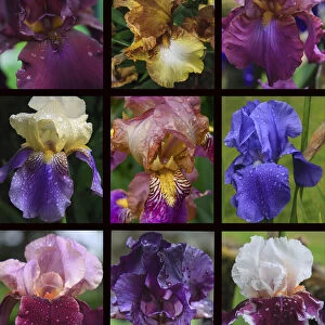 Posters of irises shot in Aquitaine province of France after a rain