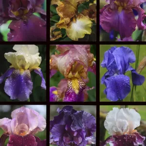 Posters of irises shot in Aquitaine province of France after a rain