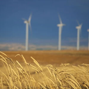 Power generating windmills are lined up behind the edge of a wheat field. Walla Walla County, WA