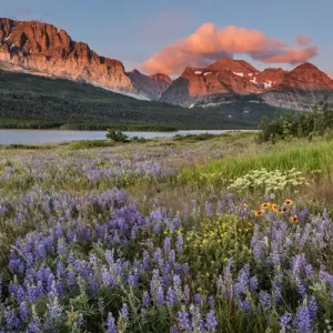 Prairie Wildflowers Print Prairie Wildflowers Print