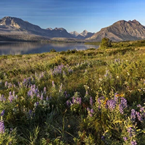 Prairie wildflowers along St. Mary Lake in Glacier National Park, Montana, USA