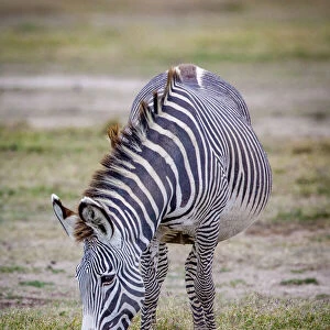 A pregnant Grevys zebra mare