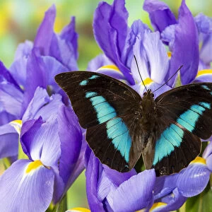 Prepona camilla on blue Dutch iris