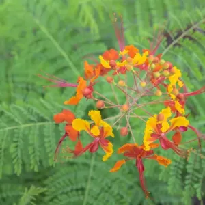 Pride of Barbados, Austin, Texas, USA