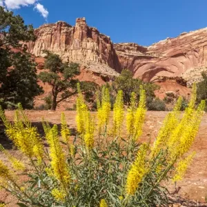 Princeas plume (Stanleya pinnata) wild flowers, Capitol Reef National Park, Utah, USA