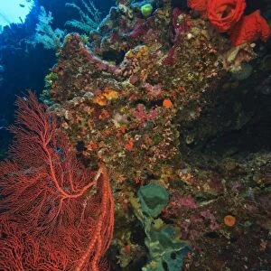 Pristine Scuba Diving at Tukang Besi / Wakatobi Archilpelago Marine Preserve, South Sulawesi