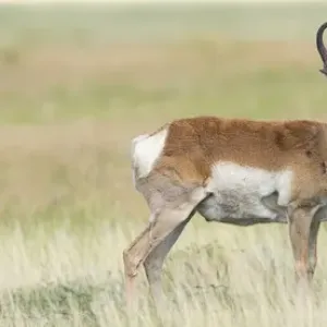Prong buck, Pronghorn antelope, Antilocapra americana, grasslands, New Mexico, wild