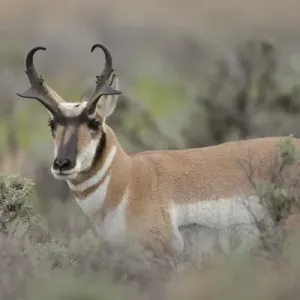 Pronghorn antelope buck, Antilocapra americana, Grand Tetons NP, Wyoming, wild