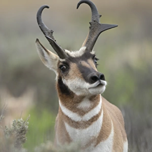 Pronghorn antelope buck showing territorial behavior, Antilocapra americana, Grand Tetons NP
