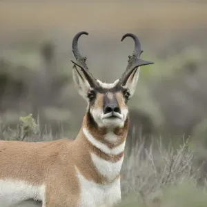 Pronghorn Antelope Buck Print, Grand Tetons National Park Pronghorn Antelope Buck Print, Grand Tetons National Park
