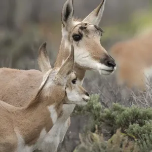 Pronghorn Doe with Fawn Print, Grand Tetons NP, Wyoming Pronghorn Doe with Fawn Print, Grand Tetons NP, Wyoming