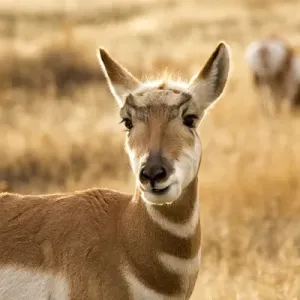 Pronghorn Antelope Grazing and Looking Eating Grass National Bison Range Charlo Montana