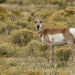 Pronghorn Antelope, Yellowstone National Park, Montana / Wyoming