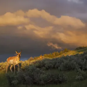 Pronghorn Print, Clearing Thunderstorm Pronghorn Print, Clearing Thunderstorm