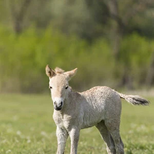 Przewalskis Horse or Takhi (Equus ferus przewalskii) Foal in the wildlife center