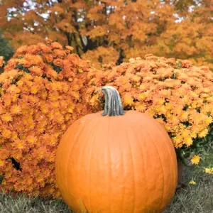 Pumpkin and Mums Print, Fall Foliage in Reading, Massachusetts Pumpkin and Mums Print, Fall Foliage in Reading, Massachusetts
