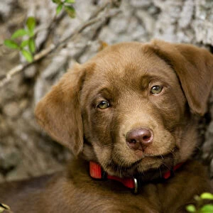 purebred chocolat labrador retriever puppy 9 weeks old head shot