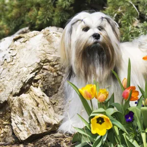 Purebred Lhasa Apso stading in spring flowers