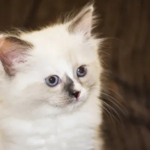 Purebred Rag Doll Cat