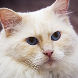 Purebred Rag Doll Cat, Flame Point