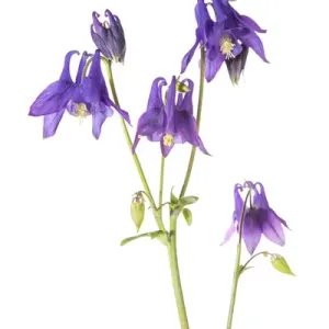 Purple Columbine Print on White Background, Marion County Illinois Purple Columbine Print on White Background, Marion County Illinois