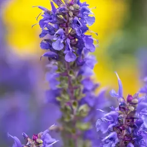 Purple Hyssop