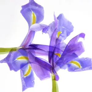 Purple iris abstract Purple iris abstract