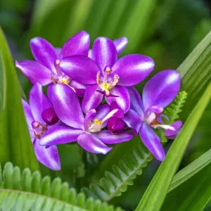 Purple orchid