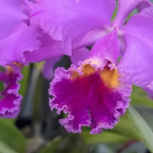 purple orchid, USA