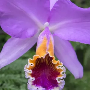purple orchid, USA
