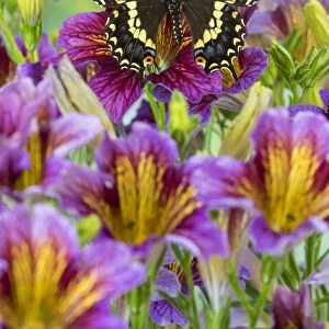 Purple painted tongue flowers with black swallowtail butterfly, Papilio polyxenes