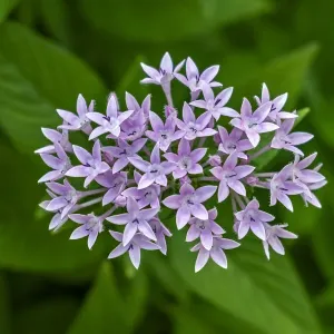 Purple Penta flower Purple Penta flower