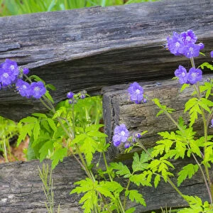 Purple Phacelia along wooden fence