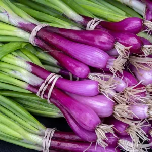Purple Scallions Print, USA Purple Scallions Print, USA