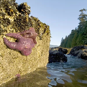 Purple sea stars, Pisaster ochraceus, Stanley Park, British Columbia