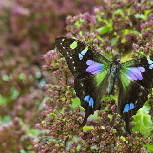 Purple spotted Swallowtail butterfly, Graphium weiski