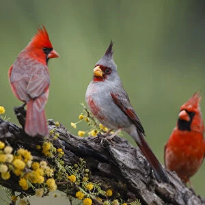 Pyrrhuloxia with northern cardinals