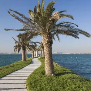 Qatar West Bay Palm Tree Print Qatar West Bay Palm Tree Print