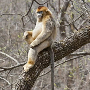 Qinling Mountains, China, Male Golden Monkey sitting in tree