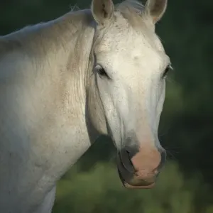 Quarter horse, Philmont Scout Ranch, Cimarron, NM